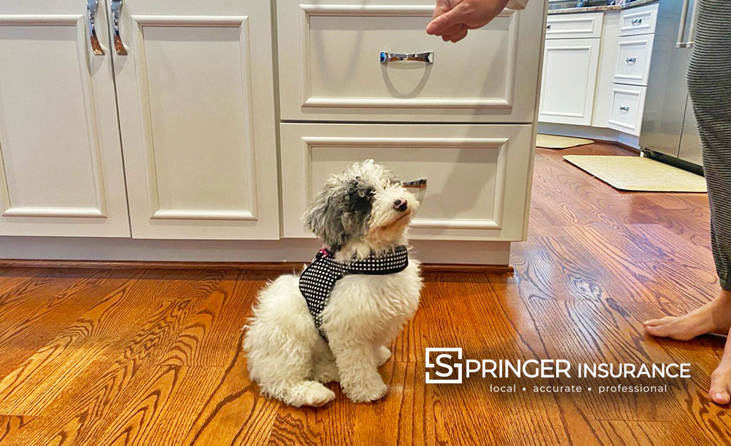 Trying to teach the new Mini Sheepadoodle to sit