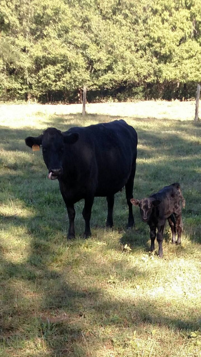 A cow and her calf in a field in Amelia Virginia